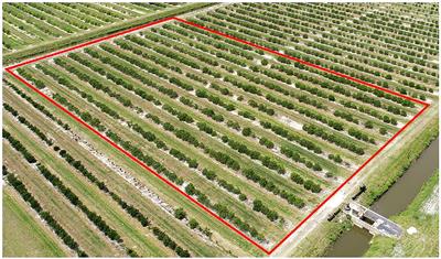 Genetic modulation of Valencia sweet orange field performance by 50 rootstocks under huanglongbing-endemic conditions